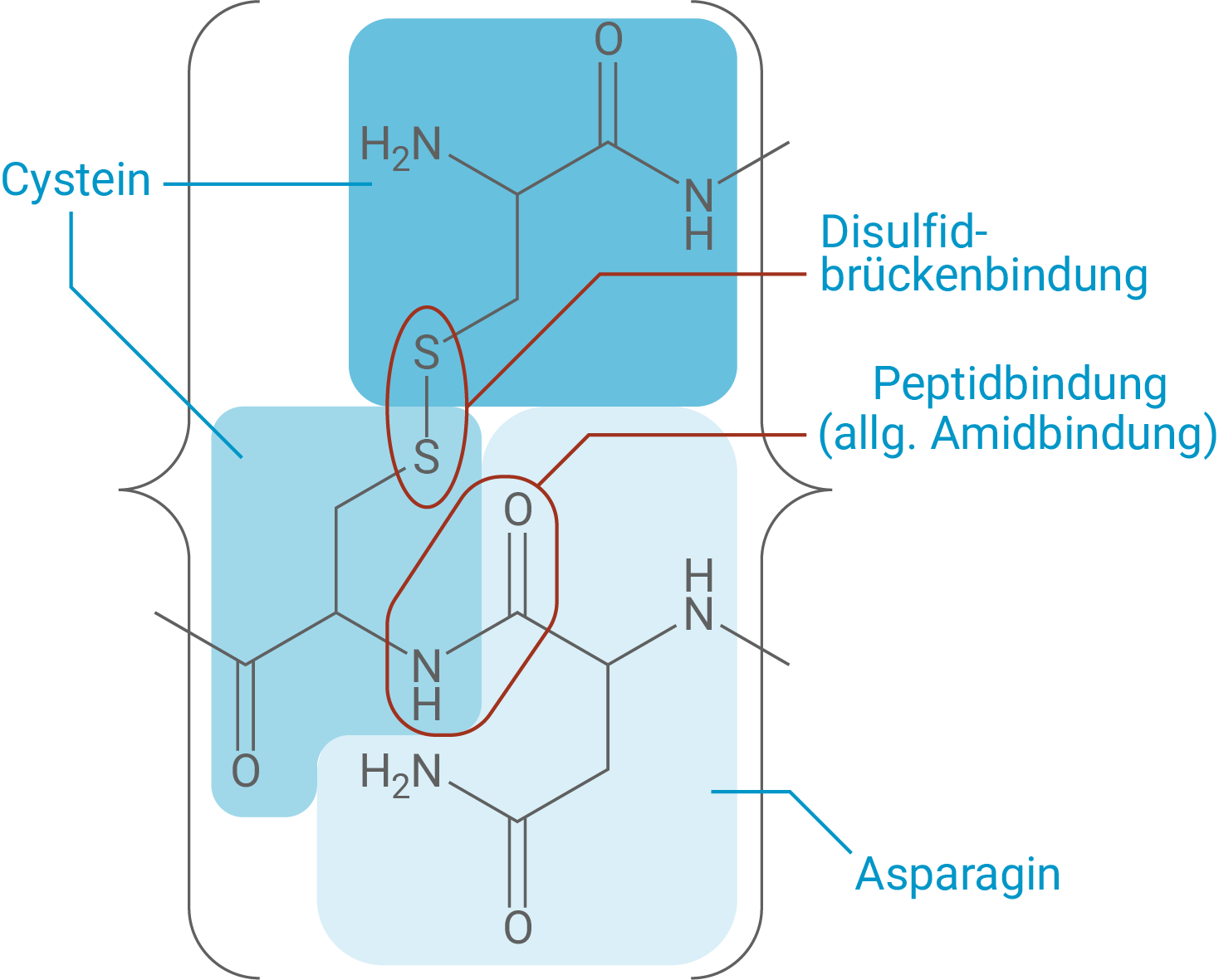 Strukturformelausschnitt des Oxytocin-Moleküls